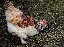 We did not find results for: Faverolles Pictures Video Information And Chicks