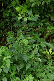 Image result for Acalypha racemosa