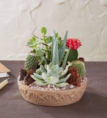 Cactus, usually covered with spines or hair and often grown from temperate forests to subtropical and tropical regions. Cactus Dish Garden In 2021 Dish Garden Succulent Garden Diy Cacti And Succulents