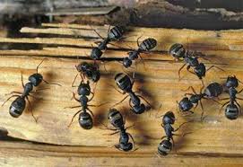 Carpenter ants can do serious harm to a buildings integrity. Carpenter Ant Control Pesttreatment Pestcontrol Doityourselfpestcontrol Pestcontrolservices Pestrepeller Preventivepes Carpenter Ant Ant Removal Ants In House