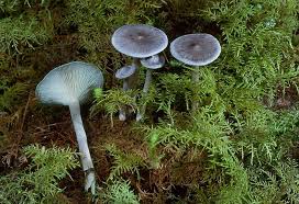 Image result for Clitocybe multiceps