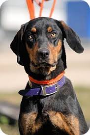 Black And Tan Plott Hound Lab Mix Dallas Tx Black And Tan Coonhound Plott Hound Mix Meet Dillon A Dog For Adoption Plott Hound Plott Hound Mix Dog Adoption