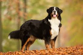 Welc ome to empire puppies. Bernese Mountain Dog Dog Breed Information