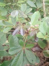 Image result for Vitex doniana