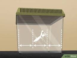 There are 2 different types of fruit flies that you can use: 3 Ways To Make A Praying Mantis Habitat Wikihow
