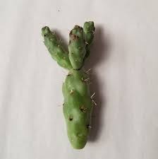 Image result for Opuntia imbricata