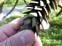 Join caitie in the classroom where we sing, dance, learn, explore, play, and create together! Monkey Puzzle Tree L Truly Remarkable Our Breathing Planet