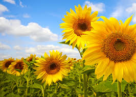 Alessandro preziosi leggi argomento 4 4 20042016 12. Girasole Significato Simbologia E Linguaggio Del Girasole