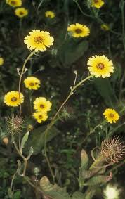 Image result for Tolpis