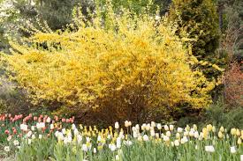 Discover the history, meaning and the uses of the forsythia is a beautiful little flower that a lot of people really appreciate today. Forsythia An Early Spring Yellow Flower Weather Forecaster Farmers Almanac