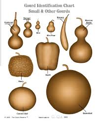 Charts Identifying Different Kinds Of Gourds Gourds