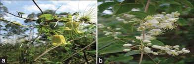 Home / fitoterapia / tesla sas / armonic 9 clematis 70g. Pictures Of Clematis Species Picture Of Clematis Longicaudasteud Ex A Download Scientific Diagram