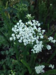 Image result for Selago coerulea