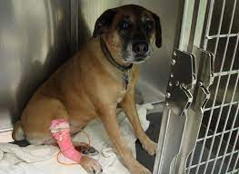 Many dogs can tolerate doses of ivermectin up to 2,000 micrograms per kilogram but can overdose if more is mistakenly given. A Story Of Chemotherapy In An Older Dog With Cancer