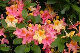 Rhododendron Garden Rainbow Deciduous Azaleas Azaleas Deer Resistant Plants Variegated Plants Shade Plants