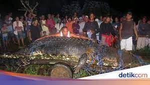 Royal dutch shell yang sekarang bertengger di urutan ketiga perusahaan terbesar di dunia ini tercatat memiliki penghasilan 396 miliar dolar as atau sekitar rp5.877 triliun. Membandingkan Buaya Siluman Di Babel Dengan Raksasa Lolong Dari Filipina