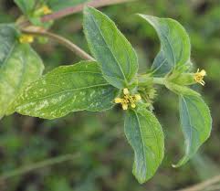 Image result for Calyptocarpus vialis