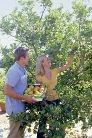 Experts at oregon state university recommend mixing 1 teaspoon of vegetable oil and 1 teaspoon of dishwashing soap per cup of water. Homemade Dormant Oil Spray For Fruit Trees Pruning Fruit Trees Fruit Garden Fruit Trees
