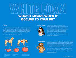 Dog Vomiting White Foam Innovet Pet