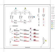 As you know from lecture, there are several types of mutation: The Emergence Of Dna In The Rna World An In Silico Simulation Study Of Genetic Takeover Bmc Ecology And Evolution Full Text