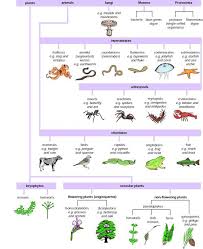 Biological Classification 5 Kingdoms Teaching Biology