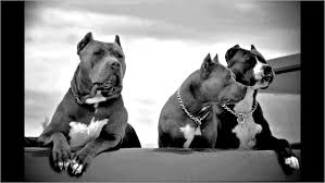 Pitbull Blue 4k Wallpaper In 2020 Pitbulls Pitbull Wallpaper Dog Wallpaper