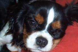 Chien Elevage De La Maison Du Ryez Eleveur De Chiens Cavalier King Charles Spaniel