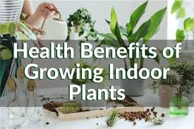 Another one of the many health benefits of indoor plants is that they improve cognitive function. The Health Benefits Of Indoor Plants Indoor Gardening