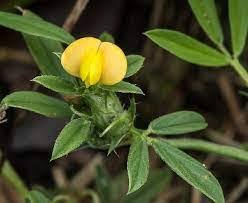 Image result for Stylosanthes