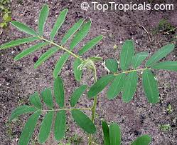 Image result for Tephrosia vogelii