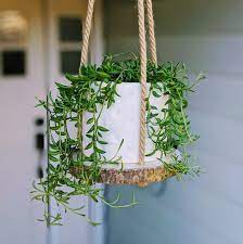 Pin On Plant Iful