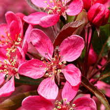 Check spelling or type a new query. Crab Apple Purple Prince