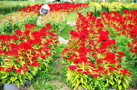Kết quả hình ảnh cho xem ảnh hoa anh túc