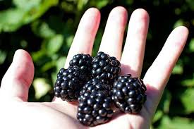 I know my pal peterson has been smuggling her favorite cooking ingredients from england to. Blackberries Vs Blueberries Difference And Comparison Diffen