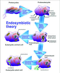 This cell is located in both the animal and plant cell. This Figure Illustrates The Endosymbiotic Origin Of Mitochondria And Download Scientific Diagram
