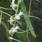 Image result for Tridactyle gentilii