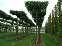Ein gemüsebeet ist für viele hobbygärtner ein muss. Laubgeholze In Dachform Bieten Einen Tollen Sonnenschutz Im Garten Landschaftsdesign Garten Und Outdoor Garten