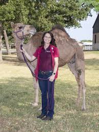 Having a great weekend trip in texas does not have to be expensive. Camel Saved By Texas A M Veterinary Team Texas A M Today