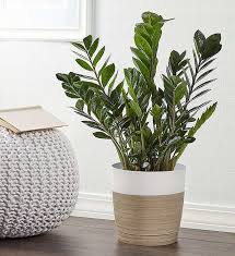 Zz Plant Zamioculcas Zamiifolia Floor Plants Plants Large Indoor Plants
