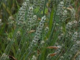 Image result for Plantago