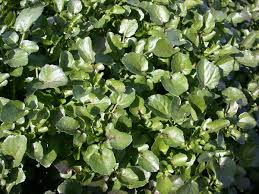 Image result for Nasturtium officinale