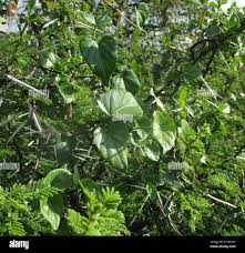 Image result for Pergularia daemia