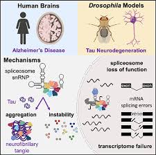 Empire pest control, expert pest treatment and solution services for west london's domestic properties and local businesses. Tau Mediated Disruption Of The Spliceosome Triggers Cryptic Rna Splicing And Neurodegeneration In Alzheimer S Disease Abstract Europe Pmc
