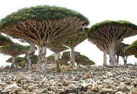 Una piscina unica al mondo. Socotra Island In Yemen Socotra Paesaggi Natura