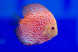 Image result for Dissotis trothae