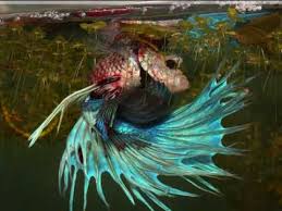 Add in a few ornaments and plants for appeal but be careful not to choose anything with sharp edges, the fins of betta fish are very fragile and we don't want and cuts or. Betta Fish Fight Youtube