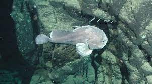 Mar 15, 2021 · the blobfish is about 30 cm long, usually pink in colour and weighs approximately 2kgs. 25 Most Amazing And Unusual Animals On Earth Unusual Animals Blobfish Animals