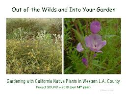California native plant garden, including sticky monkey, buckwheat, salvia and coyote mint, surrounding the bird bath. Shade 2018