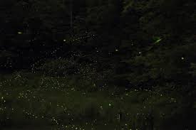 This article will show you how to attract fireflies to your yard without contributing to their dwindling populations. Fireflies Lightning Bugs And Glowworms Why Do Fireflies Glow How To Attract Fireflies The Old Farmer S Almanac