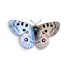 Image result for Parnassius apollo